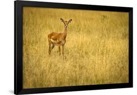 Focused Gazelle in the Veldt of the Maasai Mara, Kenya-Axel Brunst-Framed Photographic Print