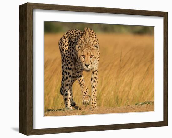 Focused Intensity-Jaco Marx-Framed Photographic Print