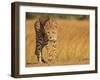 Focused Intensity-Jaco Marx-Framed Photographic Print