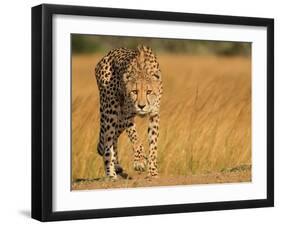 Focused Intensity-Jaco Marx-Framed Photographic Print