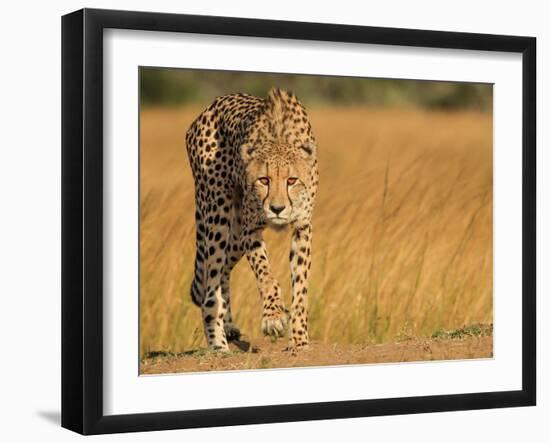 Focused Intensity-Jaco Marx-Framed Photographic Print