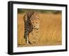 Focused Intensity-Jaco Marx-Framed Photographic Print