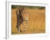 Focused Intensity-Jaco Marx-Framed Photographic Print