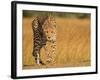 Focused Intensity-Jaco Marx-Framed Photographic Print