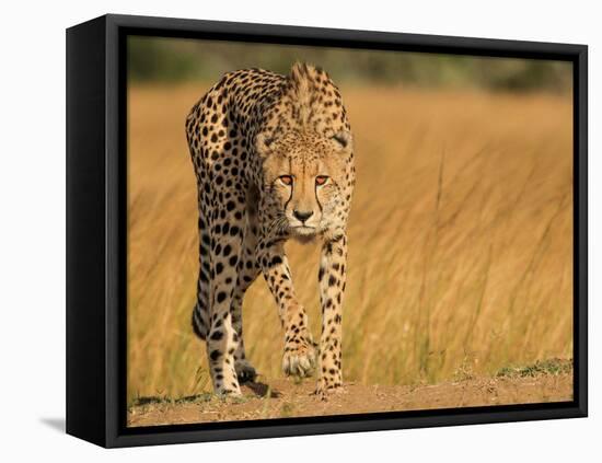 Focused Intensity-Jaco Marx-Framed Stretched Canvas