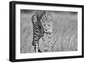 Focused predator-Jaco Marx-Framed Art Print