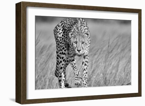 Focused predator-Jaco Marx-Framed Art Print