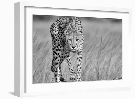 Focused predator-Jaco Marx-Framed Art Print