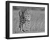 Focused Predator-Jaco Marx-Framed Giclee Print