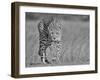 Focused Predator-Jaco Marx-Framed Giclee Print