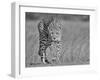 Focused Predator-Jaco Marx-Framed Giclee Print