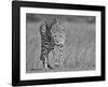 Focused Predator-Jaco Marx-Framed Giclee Print