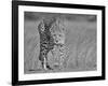 Focused Predator-Jaco Marx-Framed Giclee Print