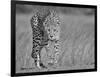 Focused Predator-Jaco Marx-Framed Giclee Print