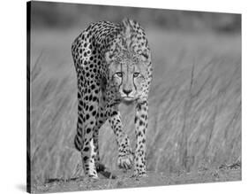 Focused Predator-Jaco Marx-Stretched Canvas