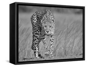 Focused Predator-Jaco Marx-Framed Stretched Canvas