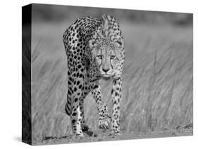 Focused Predator-Jaco Marx-Stretched Canvas