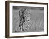 Focused Predator-Jaco Marx-Framed Photographic Print
