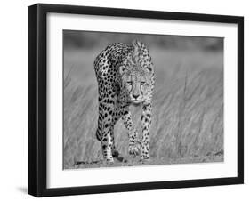 Focused Predator-Jaco Marx-Framed Photographic Print