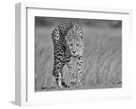 Focused Predator-Jaco Marx-Framed Photographic Print