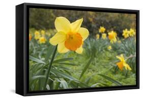 Focusing on Spring-Adrian Campfield-Framed Stretched Canvas