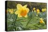 Focusing on Spring-Adrian Campfield-Stretched Canvas