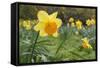 Focusing on Spring-Adrian Campfield-Framed Stretched Canvas