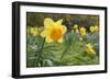 Focusing on Spring-Adrian Campfield-Framed Photographic Print