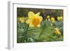 Focusing on Spring-Adrian Campfield-Framed Photographic Print