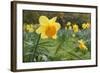 Focusing on Spring-Adrian Campfield-Framed Photographic Print