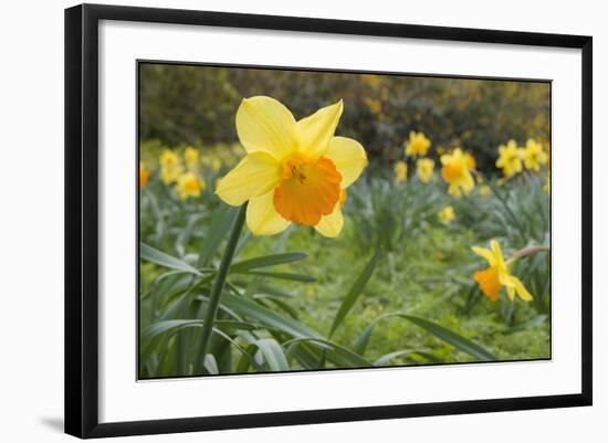 Focusing on Spring-Adrian Campfield-Framed Photographic Print