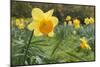 Focusing on Spring-Adrian Campfield-Mounted Photographic Print