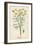 Foeniculum Vulgare-Mabel E Step-Framed Art Print