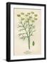 Foeniculum Vulgare-Mabel E Step-Framed Art Print