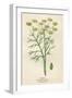 Foeniculum Vulgare-Mabel E Step-Framed Art Print