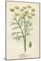 Foeniculum Vulgare-Mabel E Step-Mounted Art Print