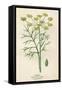 Foeniculum Vulgare-Mabel E Step-Framed Stretched Canvas