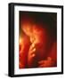 Foetus Aged 5 Months-Neil Bromhall-Framed Photographic Print