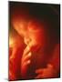 Foetus Aged 5 Months-Neil Bromhall-Mounted Photographic Print