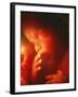 Foetus Aged 5 Months-Neil Bromhall-Framed Photographic Print