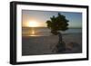 Fofoti Divi Tree at Sunset Aruba-George Oze-Framed Photographic Print