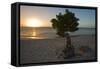 Fofoti Divi Tree at Sunset Aruba-George Oze-Framed Stretched Canvas