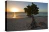 Fofoti Divi Tree at Sunset Aruba-George Oze-Stretched Canvas