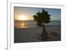 Fofoti Divi Tree at Sunset Aruba-George Oze-Framed Photographic Print