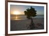 Fofoti Divi Tree at Sunset Aruba-George Oze-Framed Photographic Print