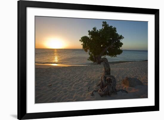 Fofoti Divi Tree at Sunset Aruba-George Oze-Framed Photographic Print