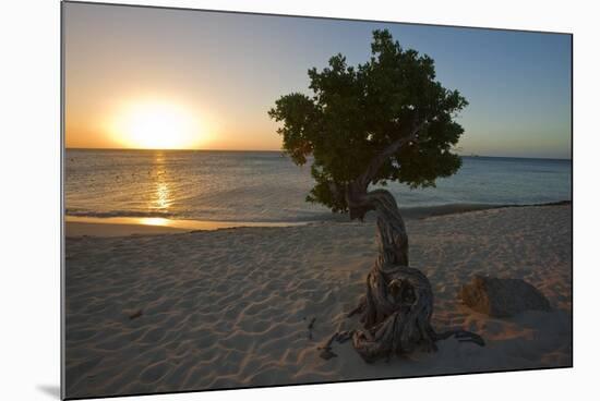 Fofoti Divi Tree at Sunset Aruba-George Oze-Mounted Photographic Print