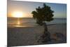 Fofoti Divi Tree at Sunset Aruba-George Oze-Mounted Photographic Print