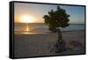 Fofoti Divi Tree at Sunset Aruba-George Oze-Framed Stretched Canvas