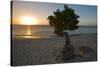 Fofoti Divi Tree at Sunset Aruba-George Oze-Stretched Canvas